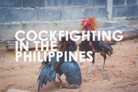 hackfight meaning in tagalog|Cockfight in Tagalog.